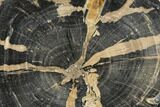 Petrified Wood (Schinoxylon) Round - Blue Forest, Wyoming #145266-1